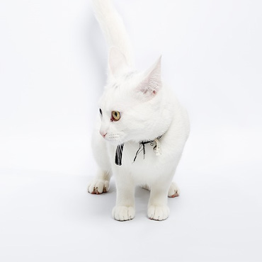 Gracie Camel’Rouge Gracie Camel’Rouge