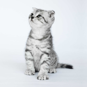 Harmony Kamel’Rouge Harmony Kamel’Rouge