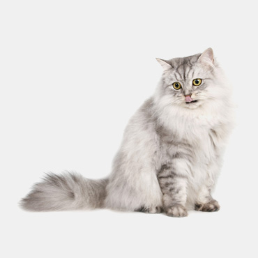 Fabiana Camel’Rouge Fabiana Camel’Rouge