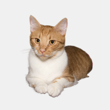 Enrique Camel’Rouge Enrique Camel’Rouge