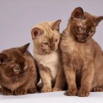 Pellentesque feuquvitae sodales pretium - adoption katze - 14. 09. 2020