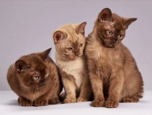 Pellentesque feugiat, quvitae sodales pretium, libero quam blandit nibhh - adoption katze - 14. 09. 2020