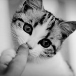 Pellentesque feugiat, quvitae sodales pretium, libero quam blandit nibh - adoption katze - 14. 09. 2020