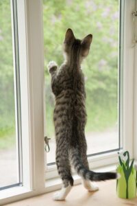 Gefahren im haushalt - adoption katze - 18. 01. 2026 Gefahren im haushalt