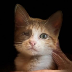 Unsere katzen