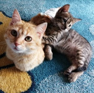 Unsere katzen