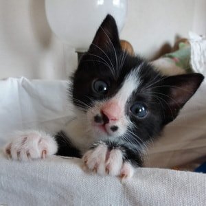 Unsere katzen