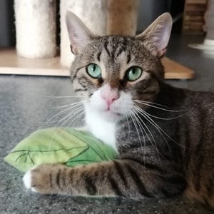 Unsere katzen