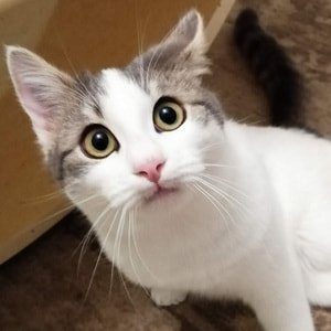 Unsere katzen