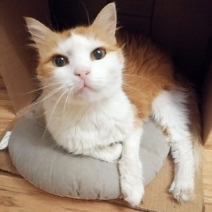 Unsere katzen