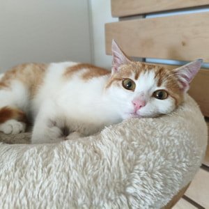 Unsere katzen