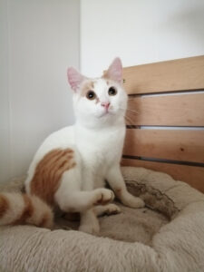 mogli