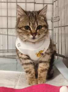 suki