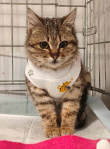 suki